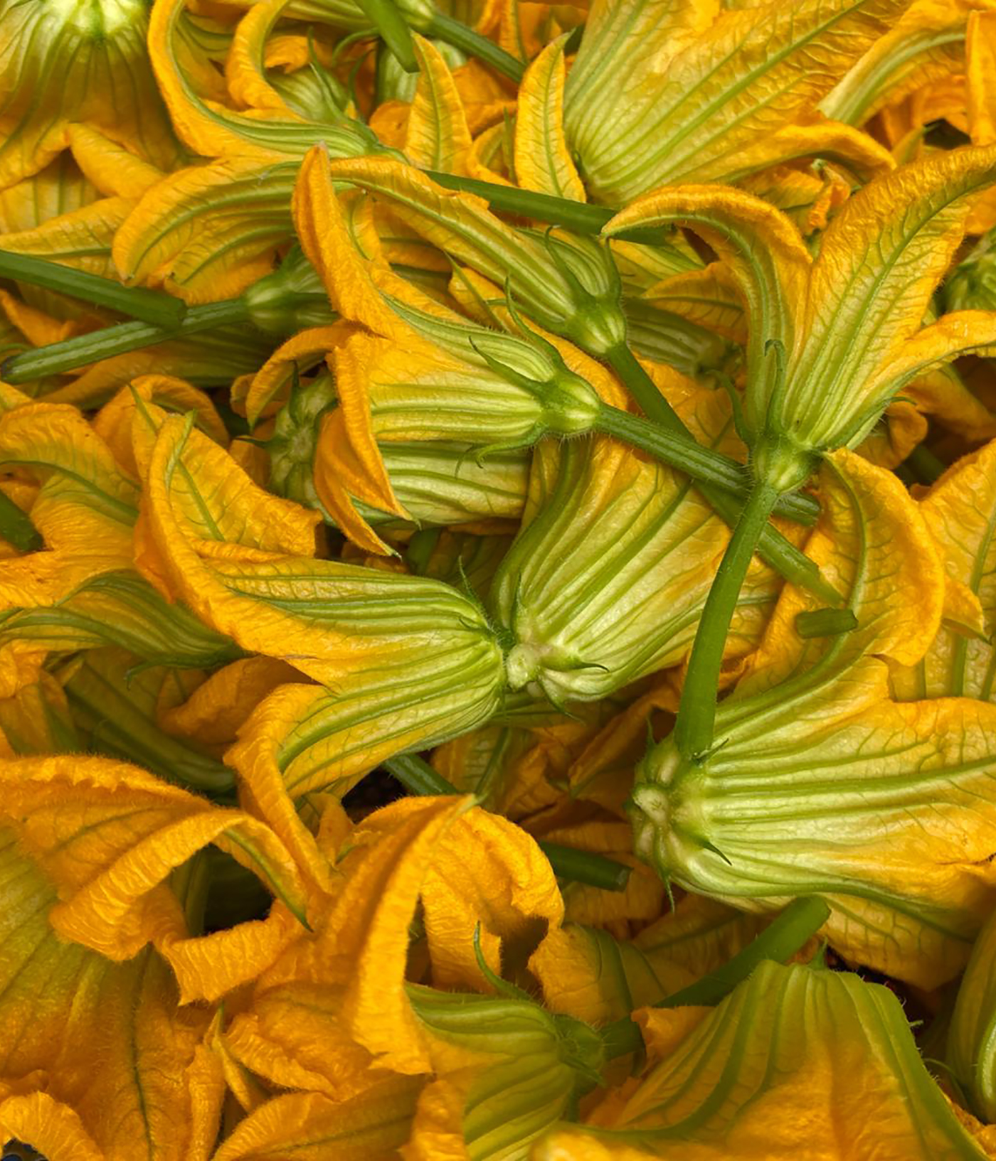 Fiori di Zucca